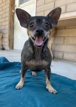 Hazel (bonded with Cooper) -  Chiweenie Dog for Adoption in Phoenix, Arizona - Hazel (bonded With Cooper) | PetCurious