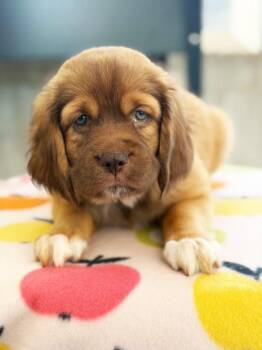 Apple Litter - Pink Lady -  Bloodhound and Mixed Breed Dog for Adoption in Savage, Minnesota - Apple Litter - Pink Lady | PetCurious