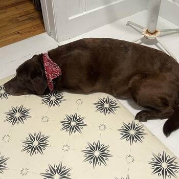 Belle -  Chesapeake Bay Retriever Dog for Adoption in Huntsville, Alabama - Belle | PetCurious