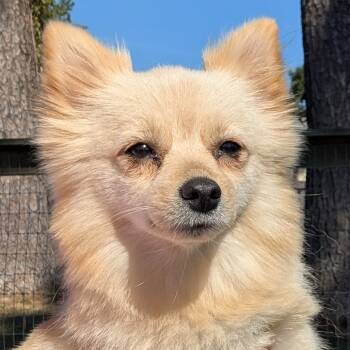 Rescue Pomeranian Dogs for Adoption in Houston, Texas - Snow White Waffles | PetCurious