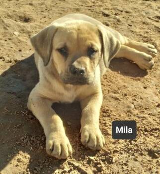 Labrador Retriever Dogs Available for Adoption - Mila | PetCurious