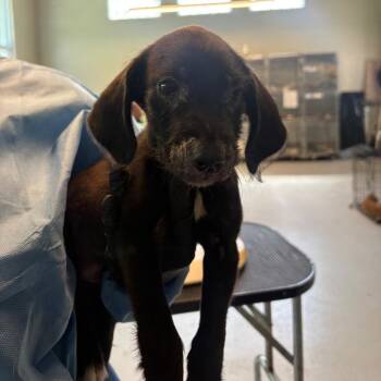 Lemon Meringue Pie -  Mixed Breed Dog for Adoption in Huntington, West Virginia - Lemon Meringue Pie | PetCurious