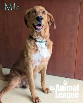 Milo -  Golden Retriever and Labrador Retriever Dog for Adoption in Groveland, Florida - Milo | PetCurious