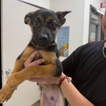 Paul -  German Shepherd Dog and Mixed Breed Dog for Adoption in Lake Havasu City, Arizona - Paul | PetCurious