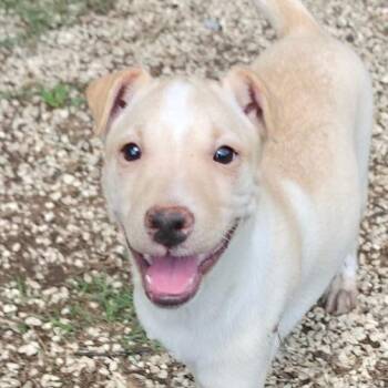 Nova AL -  Terrier and Mixed Breed Dog for Adoption in Austin, Texas - Nova AL | PetCurious