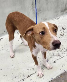 JIMMY -  Staffordshire Bull Terrier and Mixed Breed Dog for Adoption in Houston, Texas - JIMMY | PetCurious