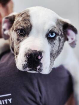 Mixed Breed Dogs Available for Adoption in West Chester, Pennsylvania - George FKA Puppy 1 | PetCurious