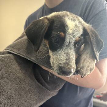 Mozzie -  Australian Cattle Dog Blue Heeler and Mixed Breed Dog for Adoption in Starkville, Mississippi - Mozzie | PetCurious