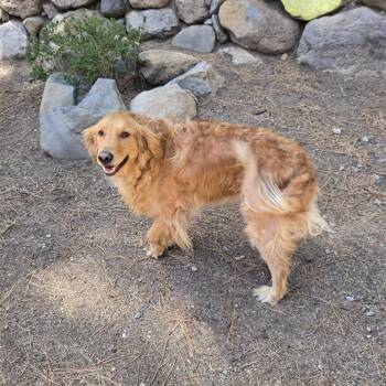 Golden Retriever Dogs Available for Adoption in Incline Village, Nevada - Ollie | PetCurious