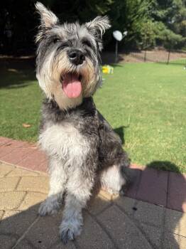 Lily -  Schnauzer Dog for Adoption in Sandy Springs, Georgia - Lily | PetCurious