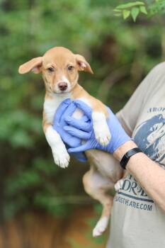 Olivia -  Labrador Retriever Dog for Adoption in Lucedale, Mississippi - Olivia | PetCurious