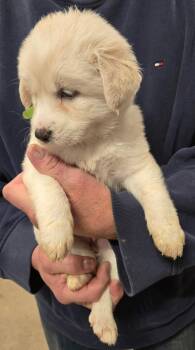 Labrador Retriever and Great Pyrenees Dogs Available for Adoption in Thompson Falls, Montana - Sasha | PetCurious