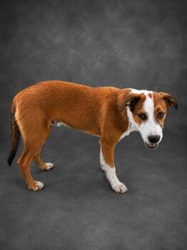 PANCAKE -  German Shepherd Dog and Mixed Breed Dog for Adoption in Winter Haven, Florida - PANCAKE | PetCurious