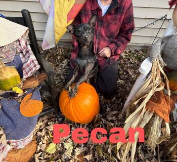 Rescue Miniature Pinscher and Chihuahua Dogs for Adoption - Pecan 9 Lbs | PetCurious