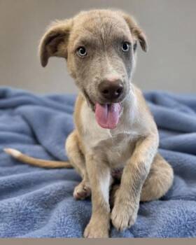 Hiccup -  German Shepherd Dog and Weimaraner Dog for Adoption in Watertown, Connecticut - Hiccup | PetCurious