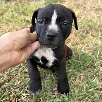 Chai -  Pit Bull Terrier Dog for Adoption in Harlingen, Texas - Chai | PetCurious