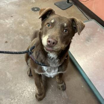 Mixed Breed Dogs Available for Adoption - Yogi | PetCurious