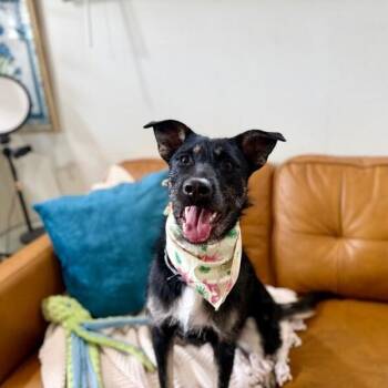 Lilly Cutie Patootie -  Wirehaired Terrier and Dutch Shepherd Dog for Adoption in Friendswood, Texas - Lilly Cutie Patootie | PetCurious