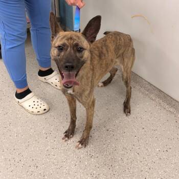 German Shepherd Dog Dogs Available for Adoption in Indianapolis, Indiana - Luna Marie | PetCurious