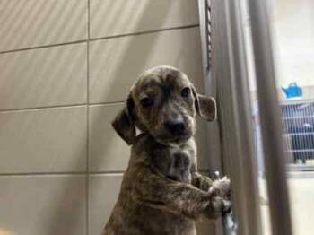 Rescue Mixed Breed Dogs for Adoption in Munster, Indiana - Air Fryer | PetCurious
