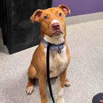 Davey -  Mixed Breed Dog for Adoption in Englewood, Florida - Davey | PetCurious