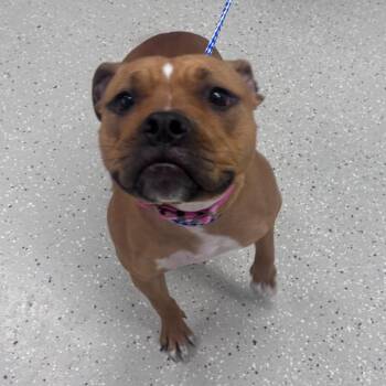 Demi -  Mixed Breed Dog for Adoption in Indianapolis, Indiana - Demi | PetCurious