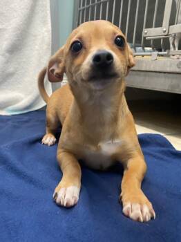 Chihuahua and Mixed Breed Dogs Available for Adoption in Fall River, Massachusetts - Bombay Sapphire | PetCurious