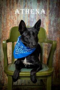 Mixed Breed Dogs Available for Adoption in North Myrtle Beach, South Carolina - Athena | PetCurious