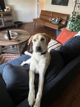Aslan (SRGDRR) -  Great Dane and German Shepherd Dog Dog for Adoption in Austin, Texas - Aslan (SRGDRR) | PetCurious
