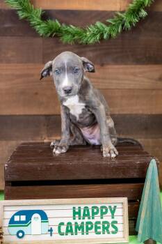 471-26 -  Pit Bull Terrier Dog for Adoption in Brighton, Colorado - 471-26 | PetCurious