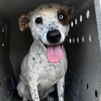 Rescue English Pointer Dogs for Adoption in Clarksdale, Mississippi - Swift | PetCurious