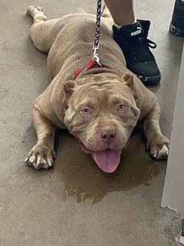 CANELO -  Mixed Breed Dog for Adoption in Dallas, Texas - CANELO | PetCurious
