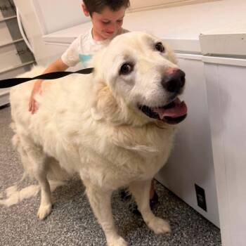 Bear -  Great Pyrenees Dog for Adoption in Plainfield, Illinois - Bear | PetCurious