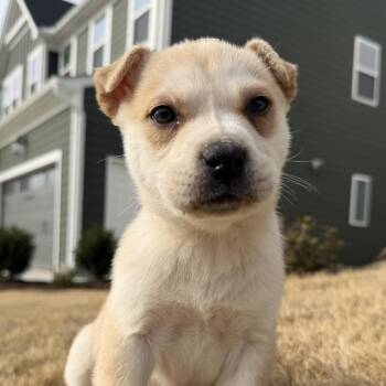 Mixed Breed Dogs Available for Adoption - Little John | PetCurious