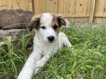 Waltz -  Great Pyrenees Dog for Adoption in Richmond, Virginia - Waltz | PetCurious