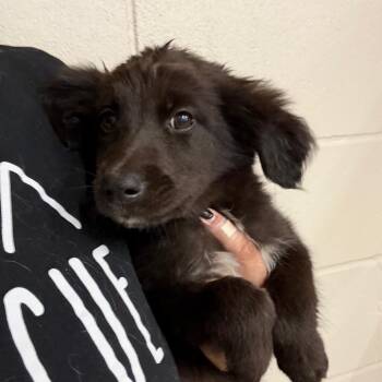 Lucky -  Spaniel Dog for Adoption in Norman, Oklahoma - Lucky | PetCurious