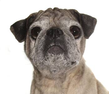 Bob -  Pug Dog for Adoption in Oakland Park, Florida - Bob | PetCurious