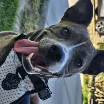 Bella -  Terrier and American Staffordshire Terrier Dog for Adoption in Tracy, California - Bella | PetCurious