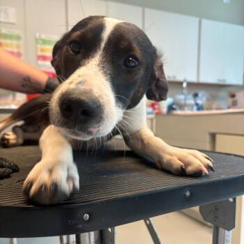 Cosmo -  Mixed Breed Dog for Adoption in Huntington, West Virginia - Cosmo | PetCurious