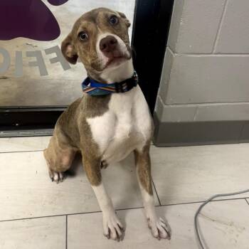 Rosie -  Mixed Breed Dog for Adoption in Lufkin, Texas - Rosie | PetCurious