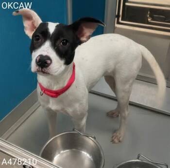 A478210 -  Terrier Dog for Adoption in Oklahoma City, Oklahoma - A478210 | PetCurious