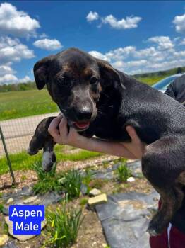 Aspen -  Beagle Dog Available for Adoption in Salamanca, New York - Aspen | PetCurious
