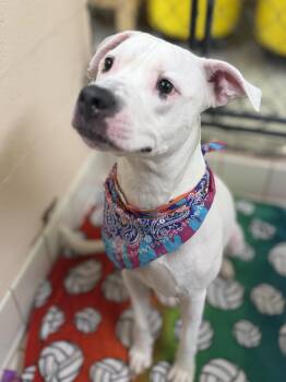 Everest -  Pit Bull Terrier Dog for Adoption in Upper Sandusky, Ohio - Everest | PetCurious