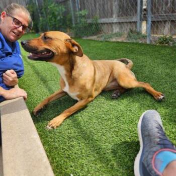 Creed -  Shepherd Dog for Adoption in Broken Arrow, Oklahoma - Creed | PetCurious
