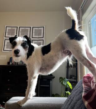 Otis -  Jack Russell Terrier Dog for Adoption in Clatskanie, Oregon - Otis | PetCurious