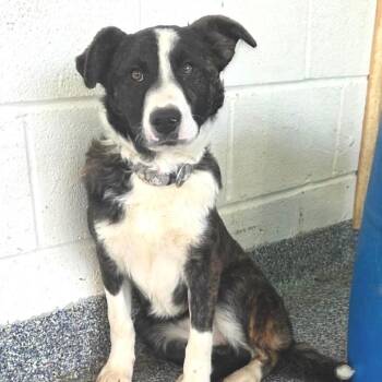 Mixed Breed Dogs Available for Adoption - Foxy | PetCurious