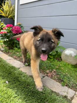Pistachio -  Shepherd Dog for Adoption in Sunnyvale, California - Pistachio | PetCurious