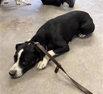 FIORELLO -  Pit Bull Terrier and Australian Cattle Dog Blue Heeler Dog for Adoption in Camarillo, California - FIORELLO | PetCurious