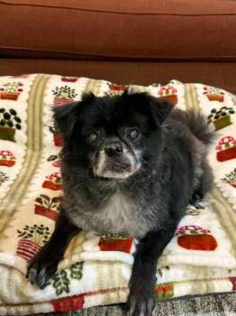 GRAYPAW -  Pug and Pomeranian Dog for Adoption in Port Clinton, Ohio - GRAYPAW | PetCurious