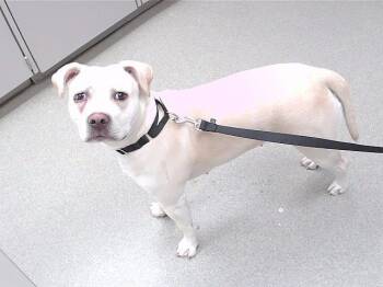 Labrador Retriever and Mixed Breed Dogs Available for Adoption in Omaha, Nebraska - SHNALE ROSE | PetCurious